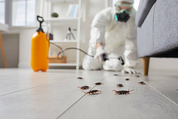 Post-Treatment Bed Bug Interceptor Monitoring in Shoreline